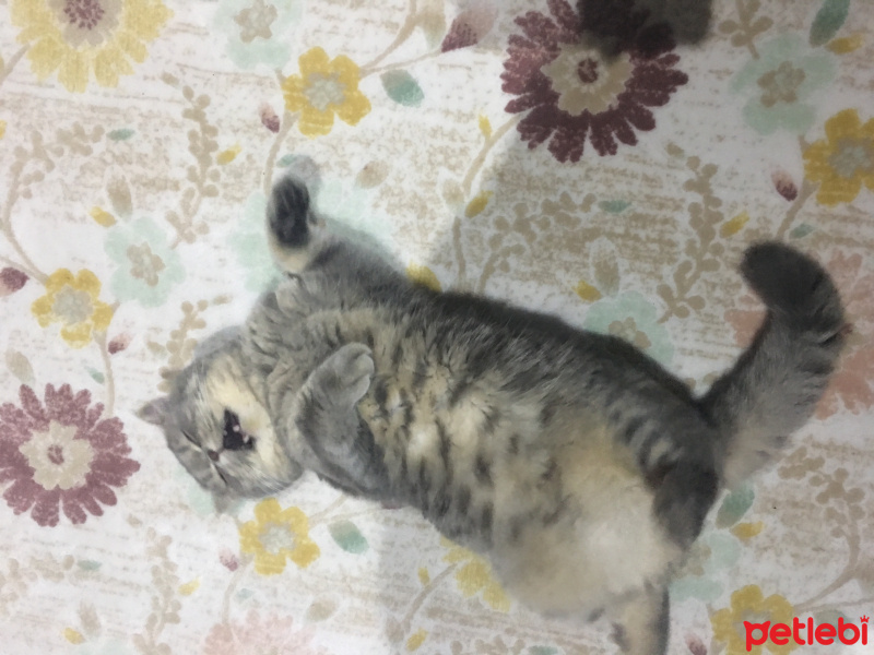 British Shorthair, Kedi  Leo fotoğrafı