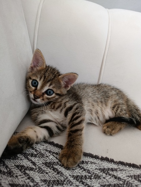 Tekir Kedi, Kedi  Pati fotoğrafı