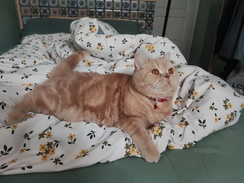 British Shorthair, Kedi  Badem fotoğrafı