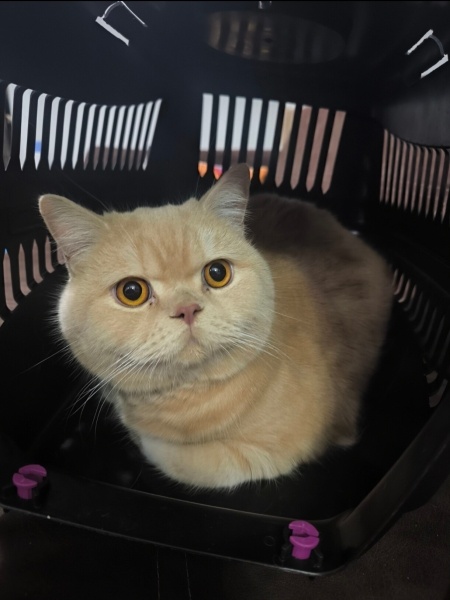 British Shorthair, Kedi  Badem fotoğrafı