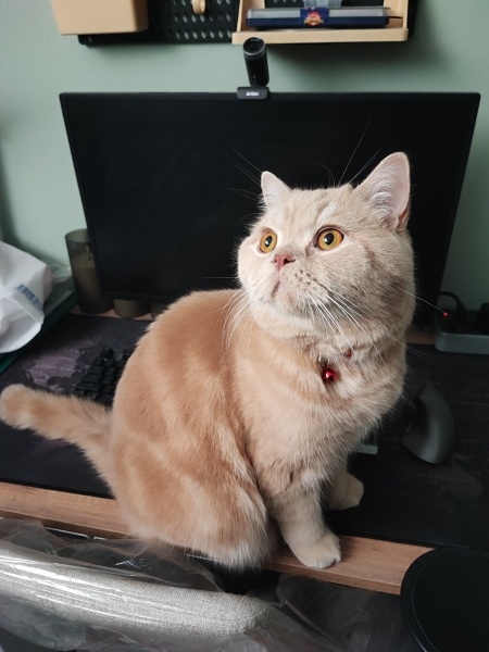 British Shorthair, Kedi  Badem fotoğrafı