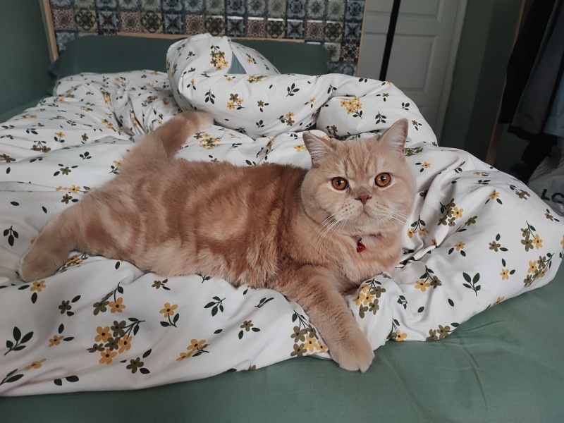 British Shorthair, Kedi  Badem fotoğrafı