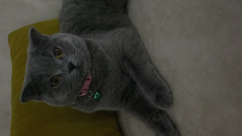 British Shorthair, Kedi  Mia fotoğrafı