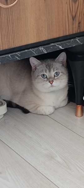 Scottish Fold, Kedi  Fırfır fotoğrafı