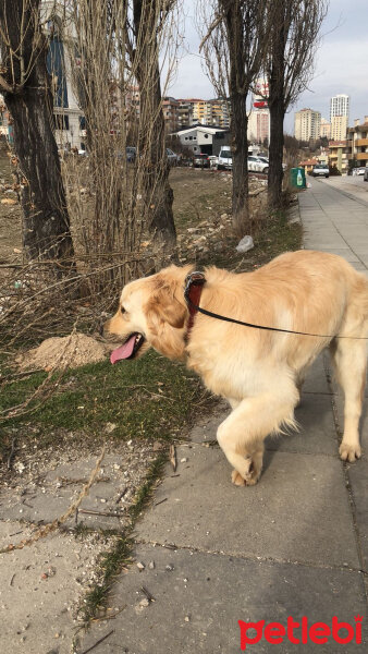 Golden Retriever, Köpek  Jack fotoğrafı