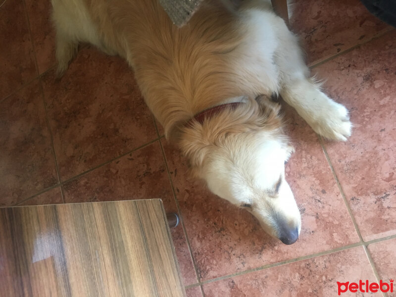 Golden Retriever, Köpek  Jack fotoğrafı