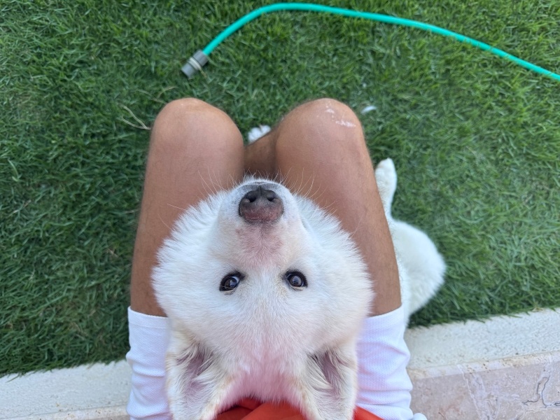 Akita İnu, Köpek  Latte fotoğrafı