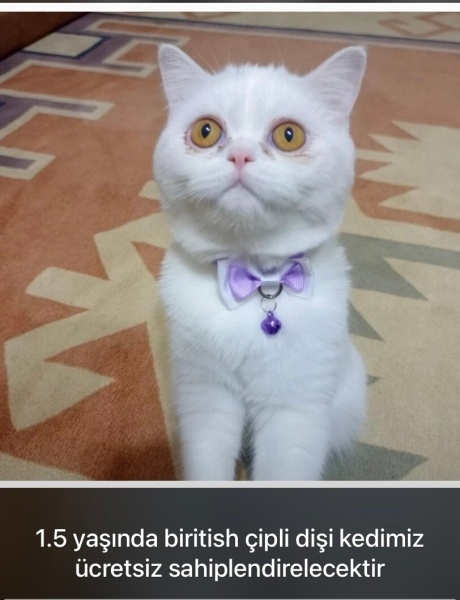 British Shorthair, Kedi  Beyaz fotoğrafı