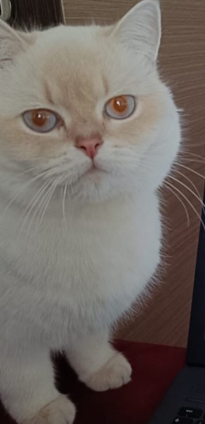 British Shorthair, Kedi  Şila fotoğrafı