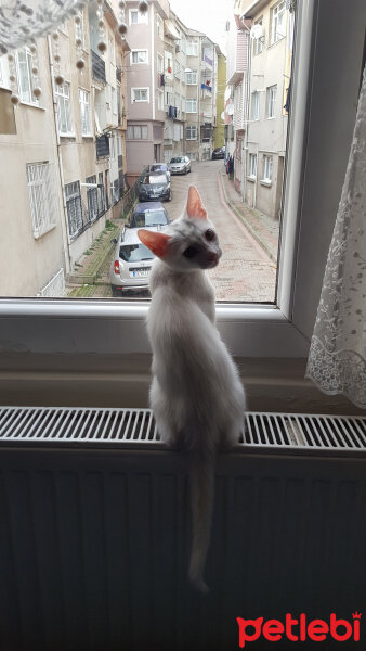 Van Kedisi, Kedi  pamuk fotoğrafı