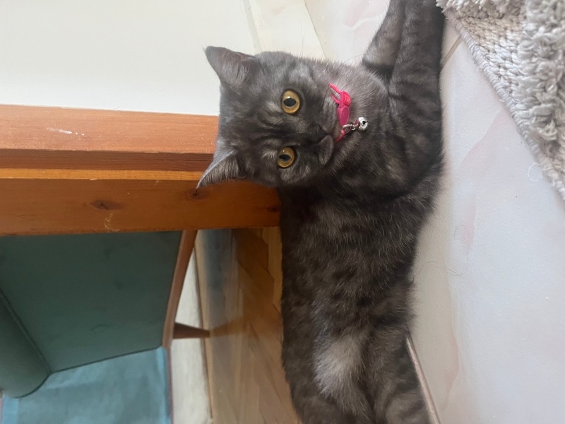 Abyssinian, Kedi  Kara fotoğrafı