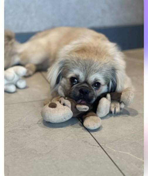 Pekingese, Köpek  Cino fotoğrafı