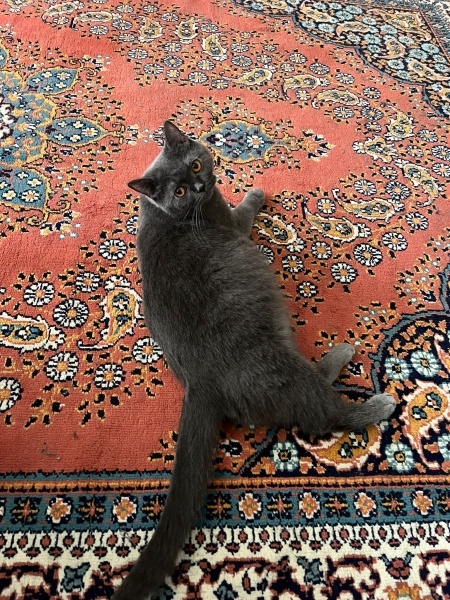 British Shorthair, Kedi  MİA fotoğrafı