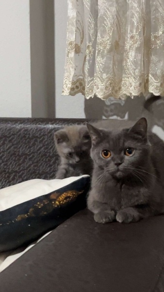 British Shorthair, Kedi  MİA fotoğrafı