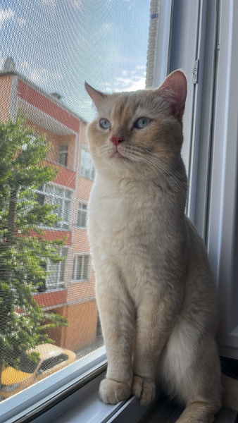 British Shorthair, Kedi  Kutup fotoğrafı