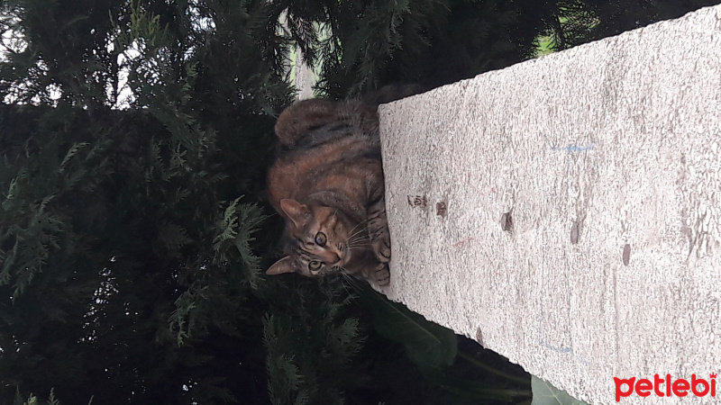 Tekir Kedi, Kedi  Kısmet  fotoğrafı