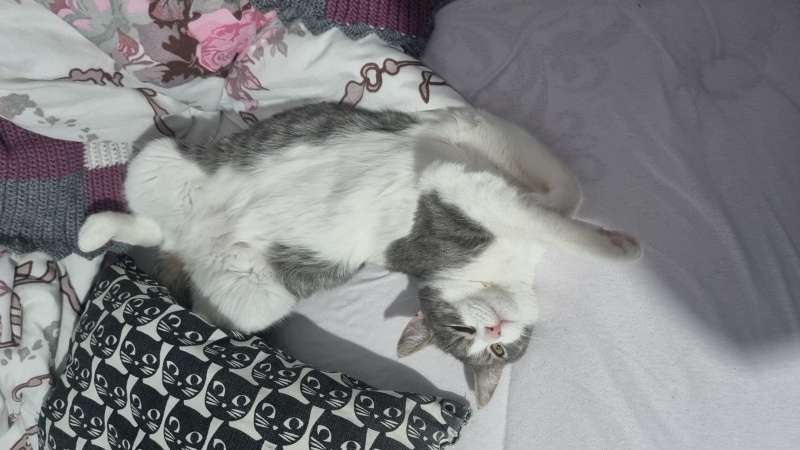 Tekir Kedi, Kedi  Koko fotoğrafı