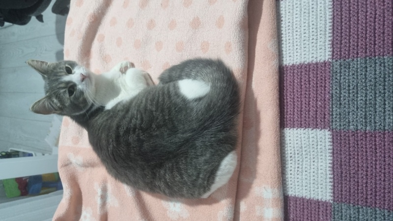 Tekir Kedi, Kedi  Koko fotoğrafı