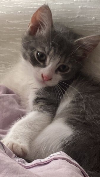 Tekir Kedi, Kedi  Koko fotoğrafı