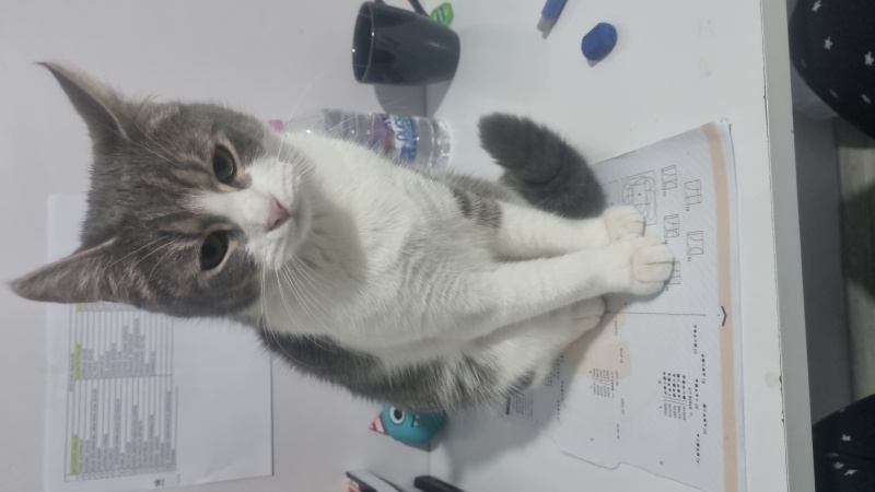Tekir Kedi, Kedi  Koko fotoğrafı