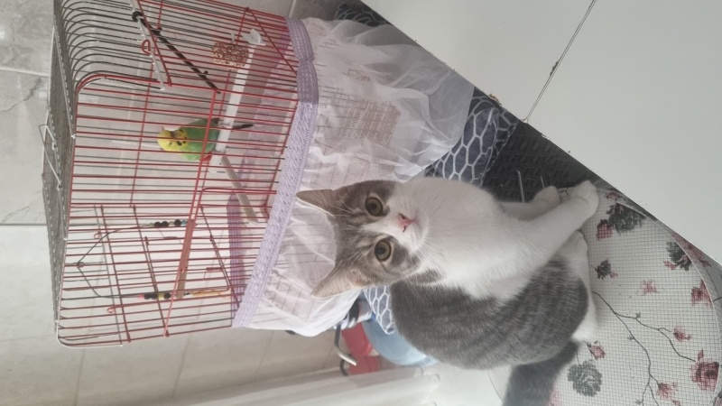Tekir Kedi, Kedi  Koko fotoğrafı