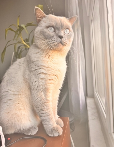 British Longhair, Kedi  Cesur fotoğrafı
