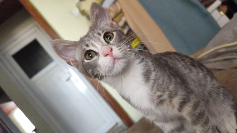 Tekir Kedi, Kedi  Pofuduk fotoğrafı