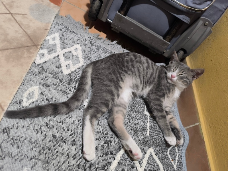 Tekir Kedi, Kedi  Pofuduk fotoğrafı