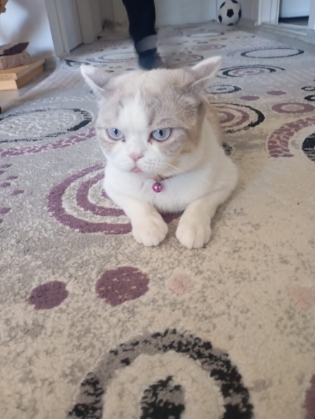 Brazilian Shorthair, Kedi  Deva/Spil fotoğrafı