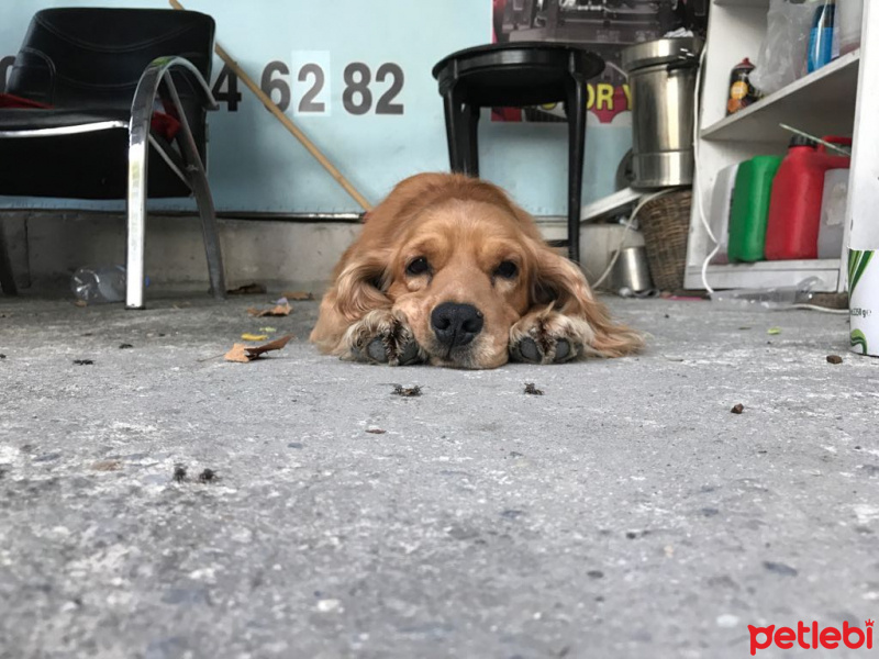 Amerikan Cocker Spaniel, Köpek  Kıvanç fotoğrafı