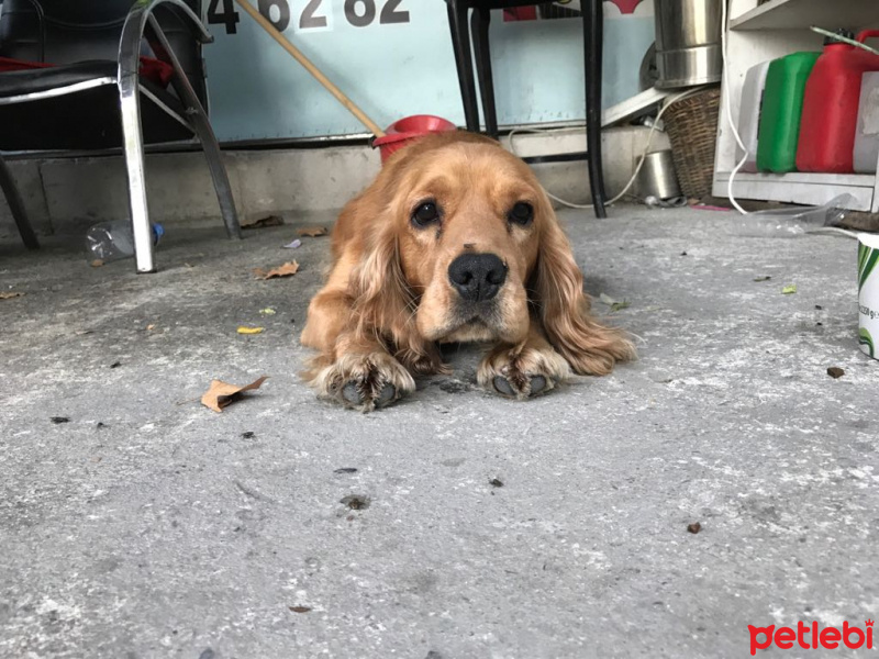 Amerikan Cocker Spaniel, Köpek  Kıvanç fotoğrafı