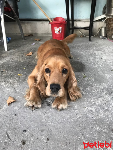 Amerikan Cocker Spaniel, Köpek  Kıvanç fotoğrafı
