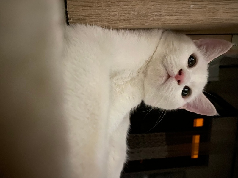 British Shorthair, Kedi  Atlas fotoğrafı