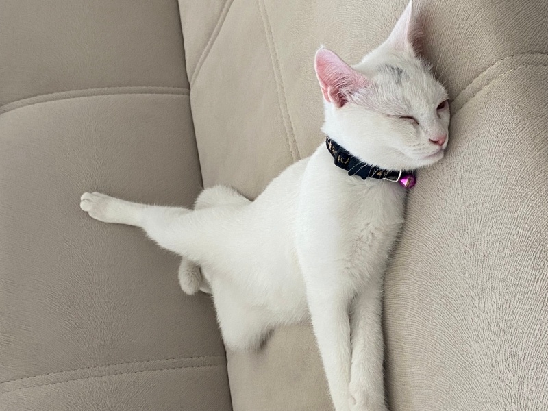 British Shorthair, Kedi  Atlas fotoğrafı