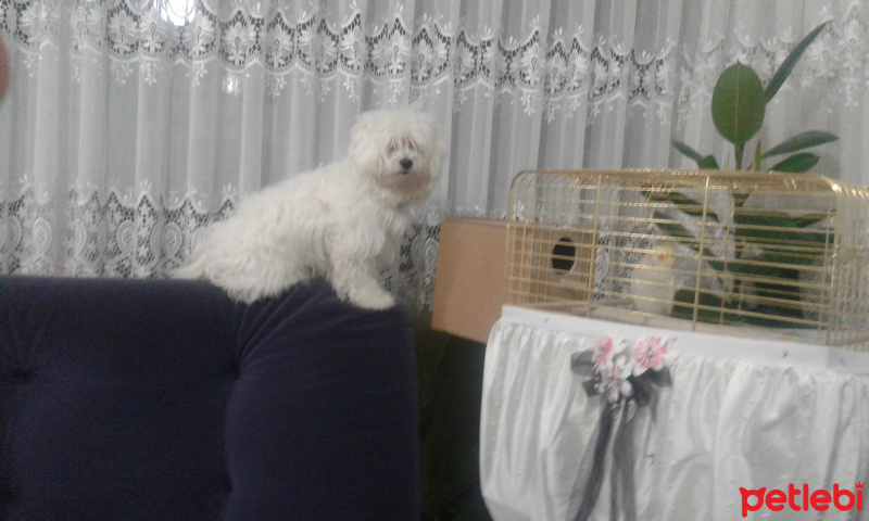Maltese, Köpek  Alvin fotoğrafı