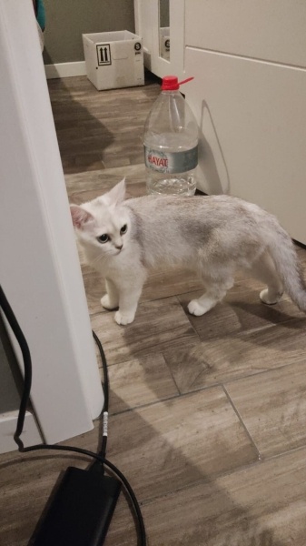 British Shorthair, Kedi  Luna fotoğrafı
