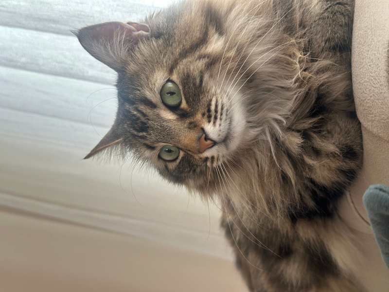Tekir Kedi, Kedi  Loco fotoğrafı