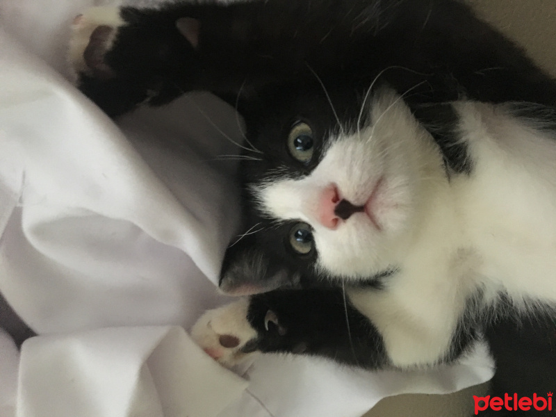 Tekir Kedi, Kedi  Kerem fotoğrafı