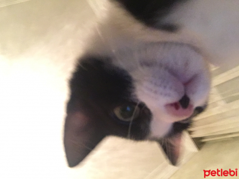 Tekir Kedi, Kedi  Kerem fotoğrafı