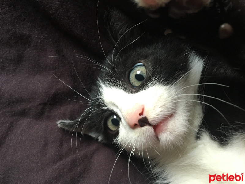 Tekir Kedi, Kedi  Kerem fotoğrafı