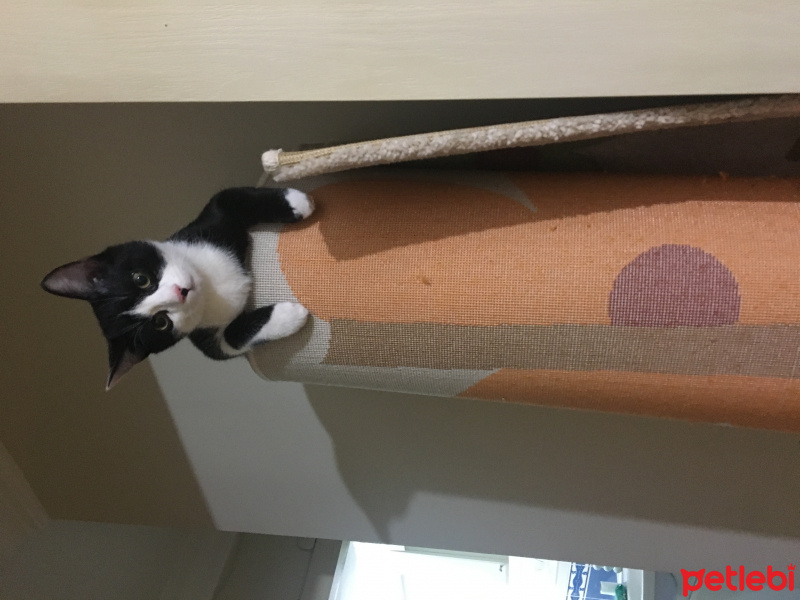 Tekir Kedi, Kedi  Kerem fotoğrafı