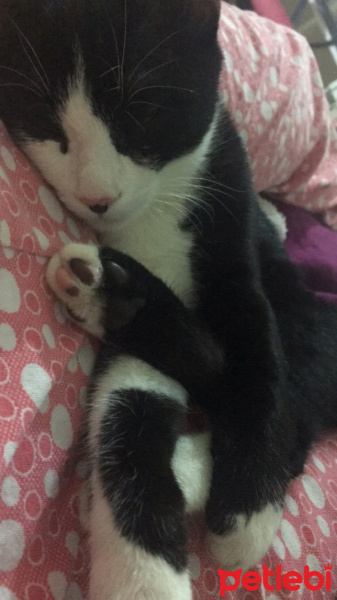 Tekir Kedi, Kedi  Kerem fotoğrafı