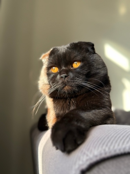 Scottish Fold, Kedi  Oreo fotoğrafı