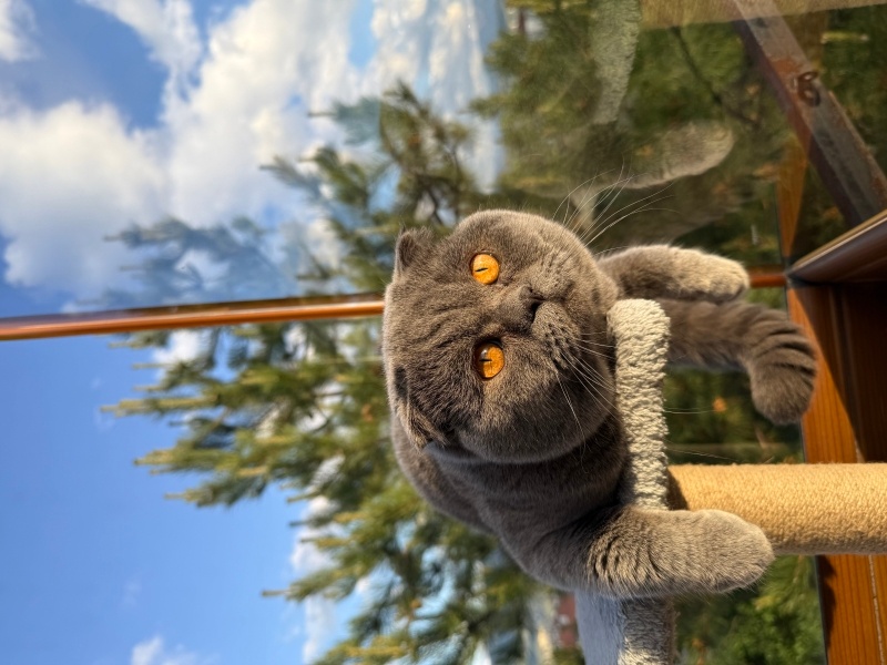 Scottish Fold, Kedi  Lokum fotoğrafı