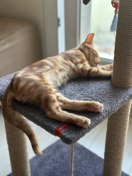 Sarman, Kedi  Behlül fotoğrafı
