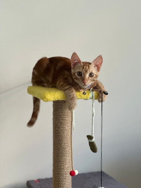 Sarman, Kedi  Behlül fotoğrafı