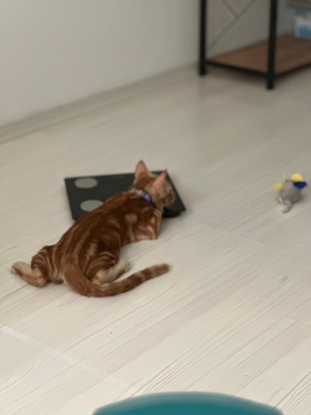 Sarman, Kedi  Behlül fotoğrafı