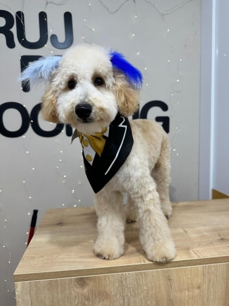 Poodle (Minyatür Kaniş), Köpek  KAJU fotoğrafı