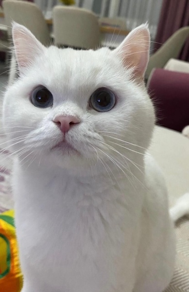 British Shorthair, Kedi  LUNA fotoğrafı