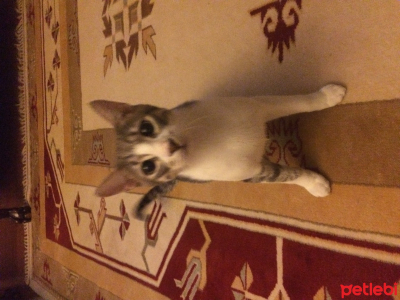 Tekir Kedi, Kedi  Totti fotoğrafı